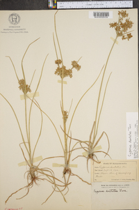 Cyperus dentatus image